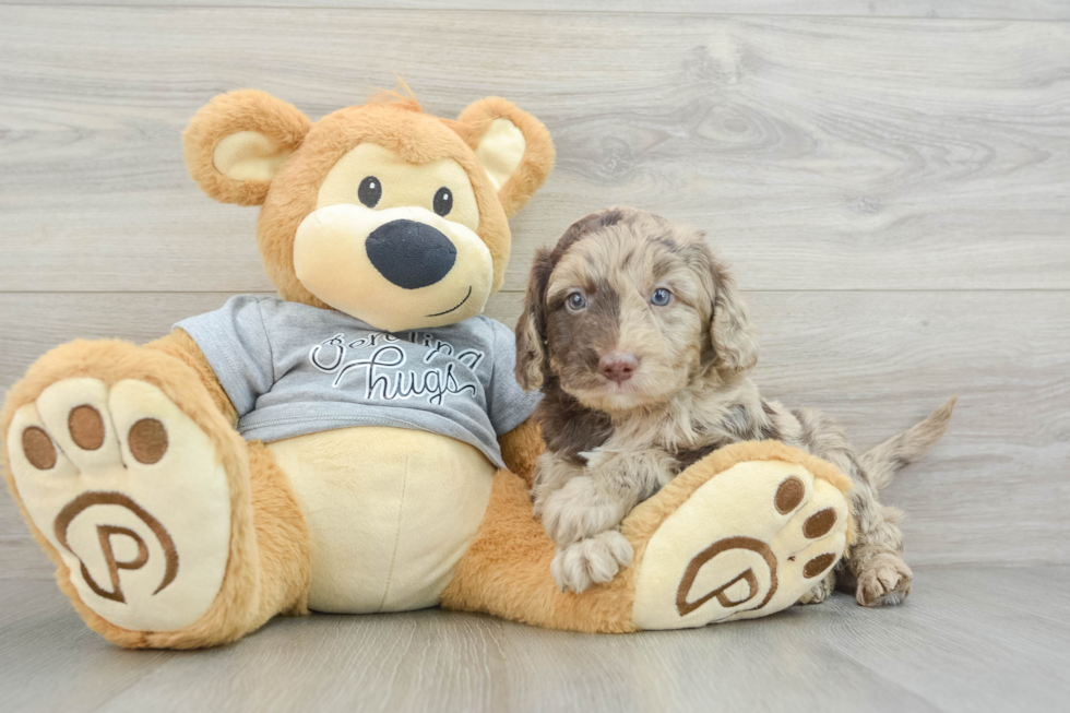 Mini Aussiedoodle Puppy for Adoption