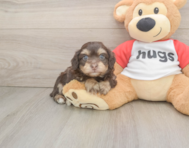 8 week old Mini Aussiedoodle Puppy For Sale - Florida Fur Babies