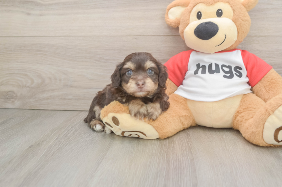 6 week old Mini Aussiedoodle Puppy For Sale - Florida Fur Babies
