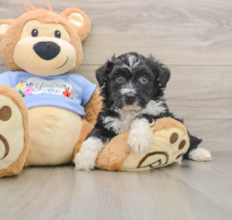 7 week old Mini Aussiedoodle Puppy For Sale - Florida Fur Babies