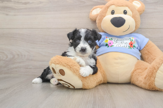 Adorable Aussiepoo Poodle Mix Puppy