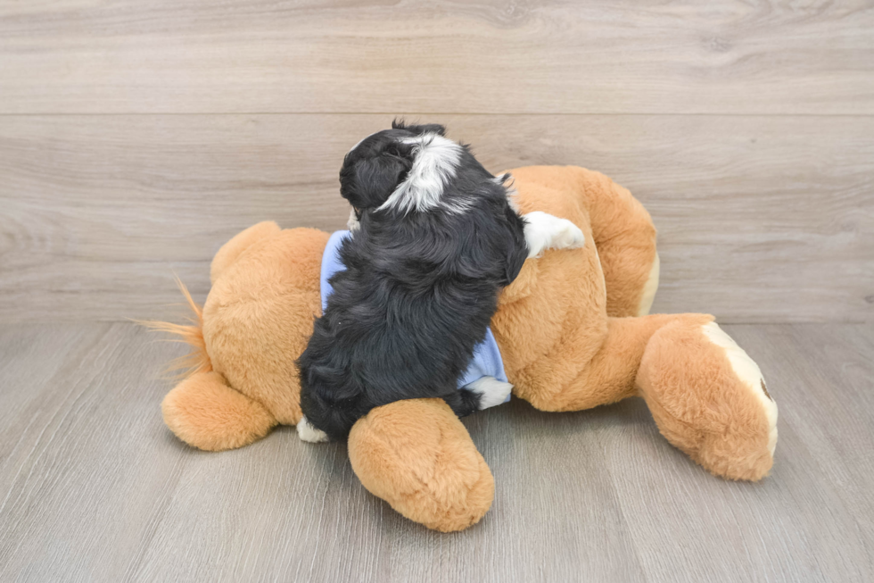 Adorable Aussiepoo Poodle Mix Puppy