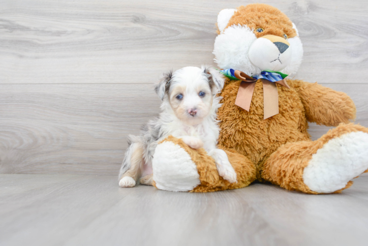 Meet Neo - our Mini Aussiedoodle Puppy Photo 1/3 - Florida Fur Babies