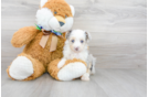 Meet Neo - our Mini Aussiedoodle Puppy Photo 2/3 - Florida Fur Babies