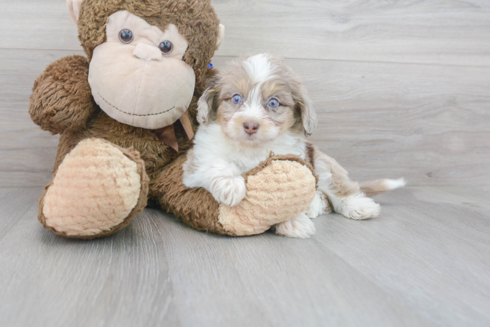 Mini Aussiedoodle Puppy for Adoption