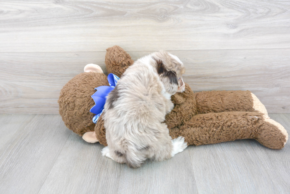 Best Mini Aussiedoodle Baby