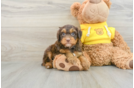 Mini Aussiedoodle Pup Being Cute