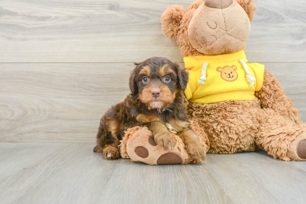 Mini Aussiedoodle Pup Being Cute