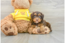 Mini Aussiedoodle Puppy for Adoption