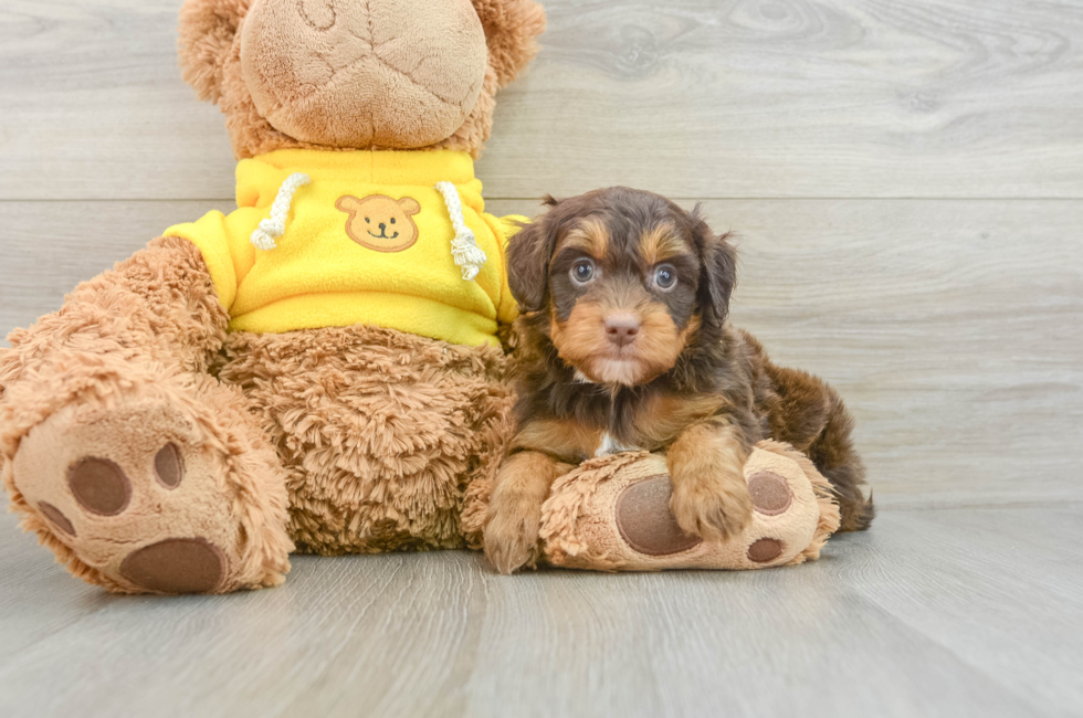 6 week old Mini Aussiedoodle Puppy For Sale - Florida Fur Babies