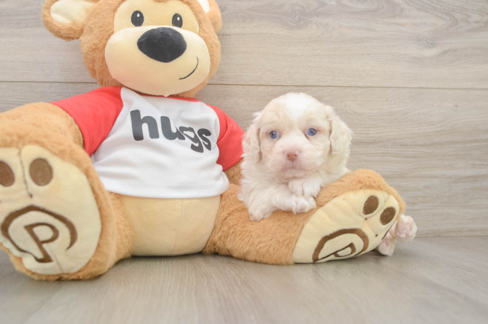 6 week old Mini Aussiedoodle Puppy For Sale - Florida Fur Babies