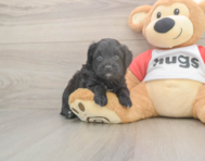 7 week old Mini Aussiedoodle Puppy For Sale - Florida Fur Babies