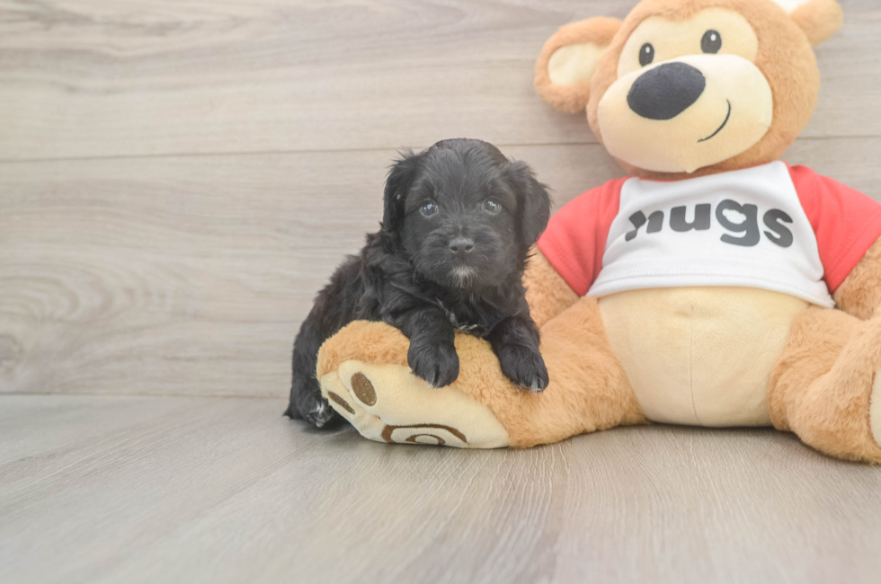 5 week old Mini Aussiedoodle Puppy For Sale - Florida Fur Babies
