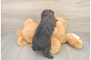 Mini Aussiedoodle Pup Being Cute