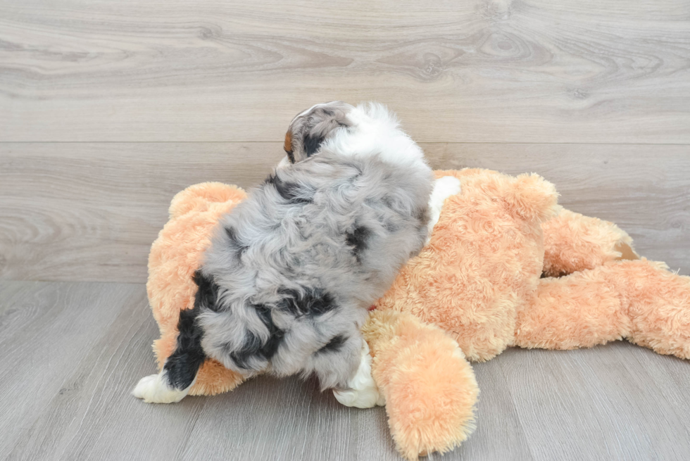 Petite Mini Aussiedoodle Poodle Mix Pup