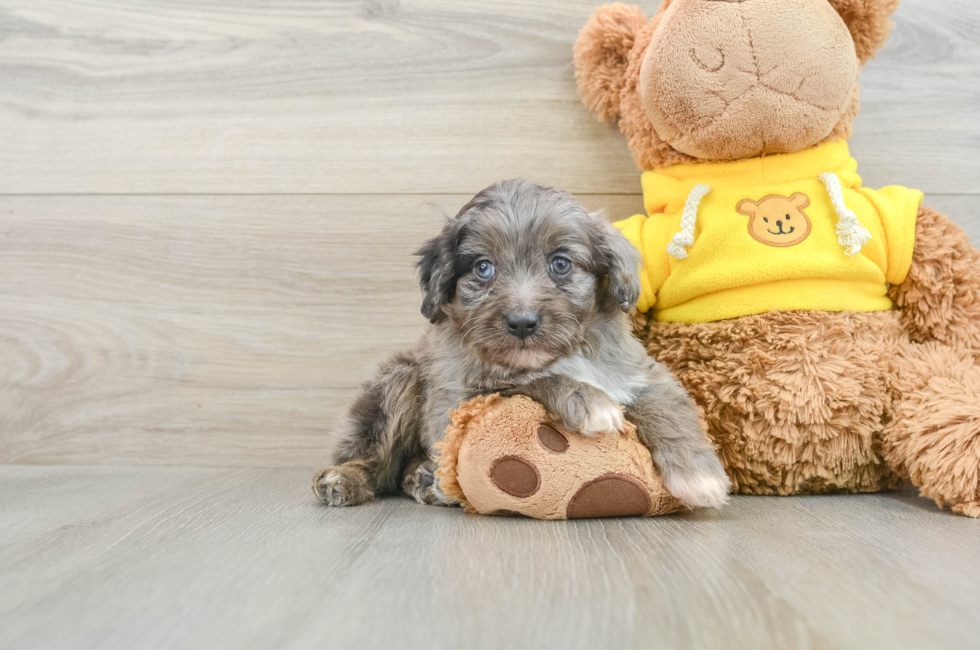 7 week old Mini Aussiedoodle Puppy For Sale - Florida Fur Babies