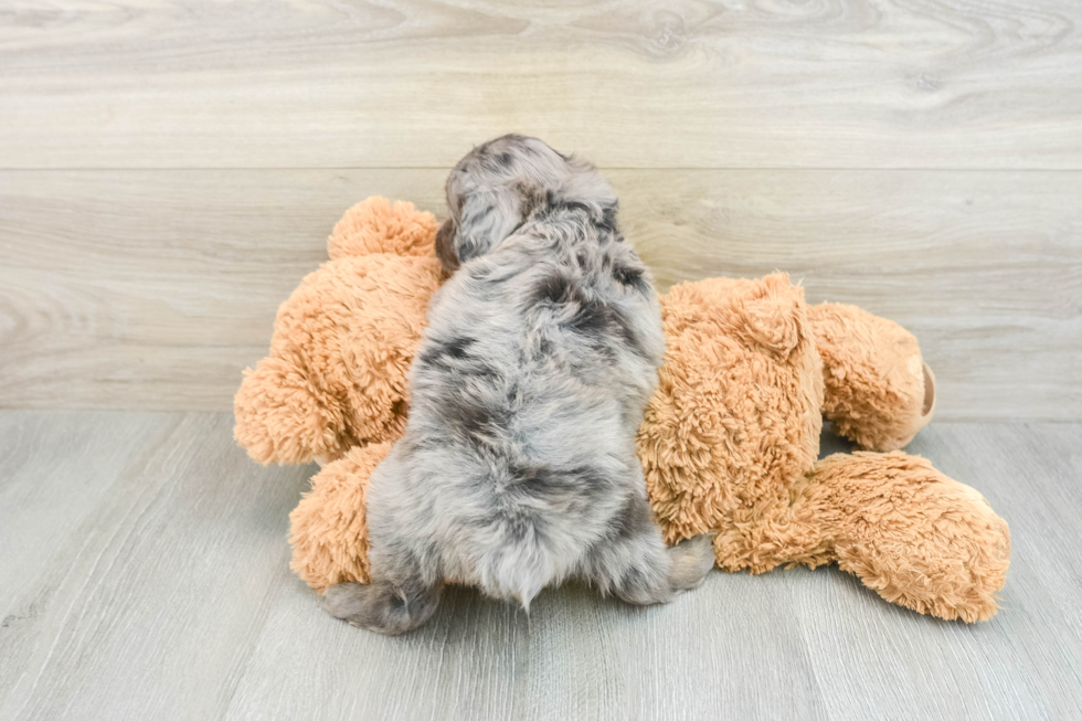 Mini Aussiedoodle Puppy for Adoption