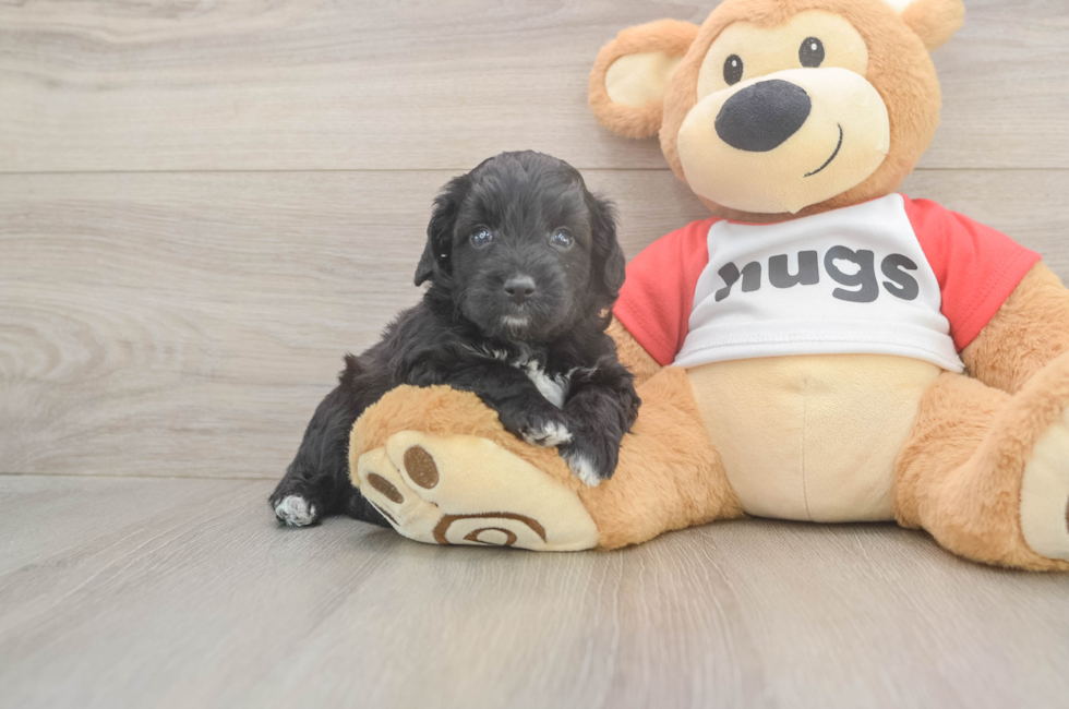 5 week old Mini Aussiedoodle Puppy For Sale - Florida Fur Babies