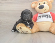 6 week old Mini Aussiedoodle Puppy For Sale - Florida Fur Babies 6 week old Mini Aussiedoodle Puppy For Sale - Florida Fur Babies