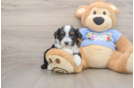 Mini Aussiedoodle Pup Being Cute