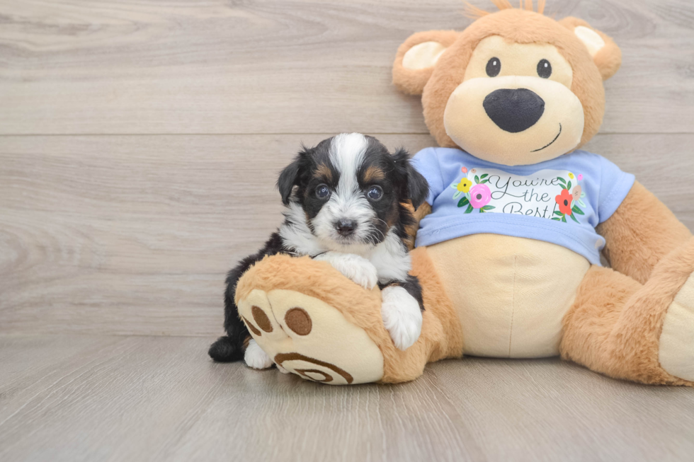 Mini Aussiedoodle Pup Being Cute