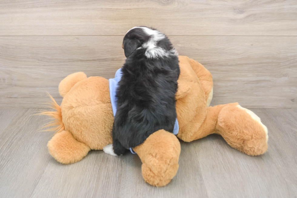 Cute Mini Aussiedoodle Baby