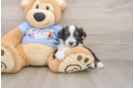 Playful Aussiepoo Poodle Mix Puppy