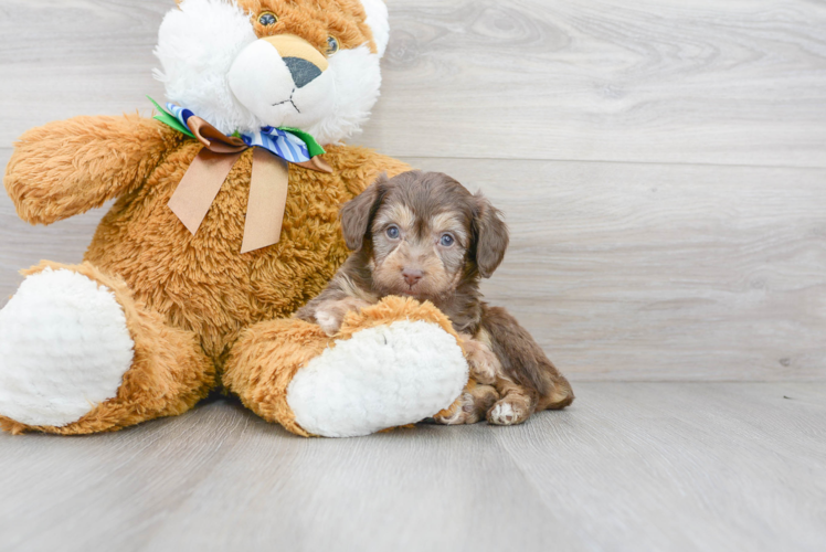 Meet Nico - our Mini Aussiedoodle Puppy Photo 1/3 - Florida Fur Babies