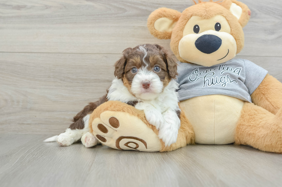 5 week old Mini Aussiedoodle Puppy For Sale - Florida Fur Babies