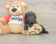 7 week old Mini Aussiedoodle Puppy For Sale - Florida Fur Babies