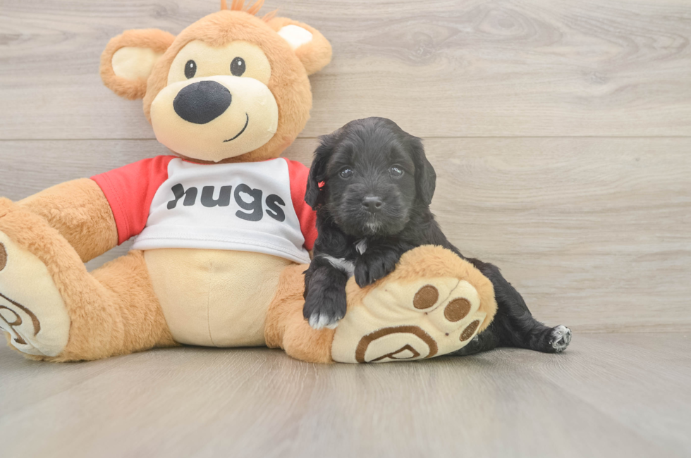 5 week old Mini Aussiedoodle Puppy For Sale - Florida Fur Babies