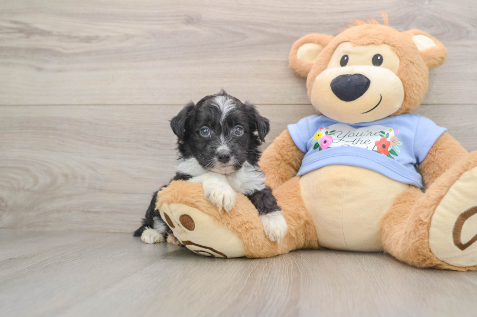 Little Aussiepoo Poodle Mix Puppy