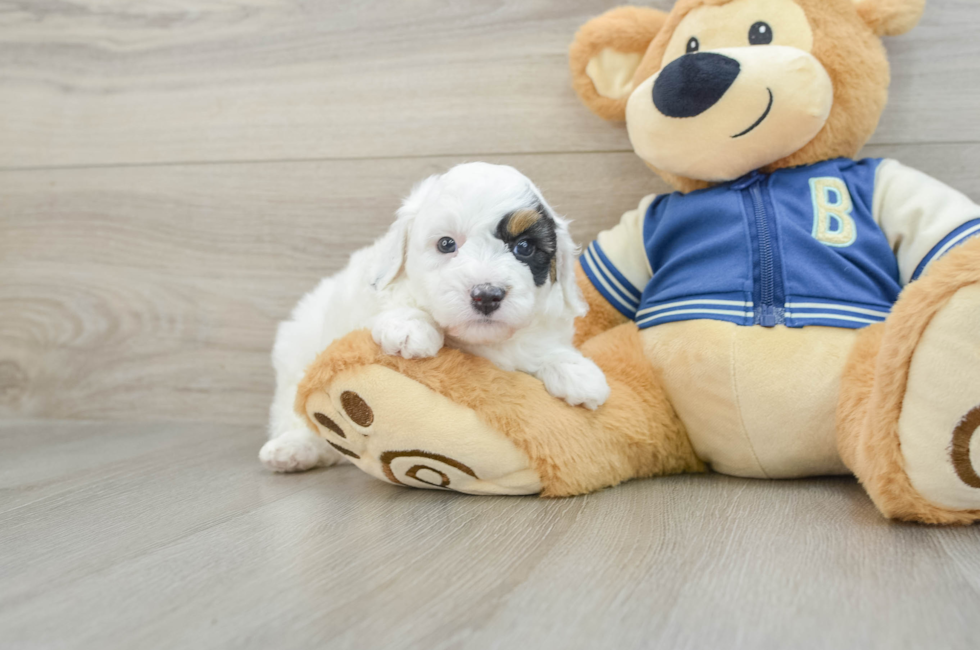 5 week old Mini Aussiedoodle Puppy For Sale - Florida Fur Babies