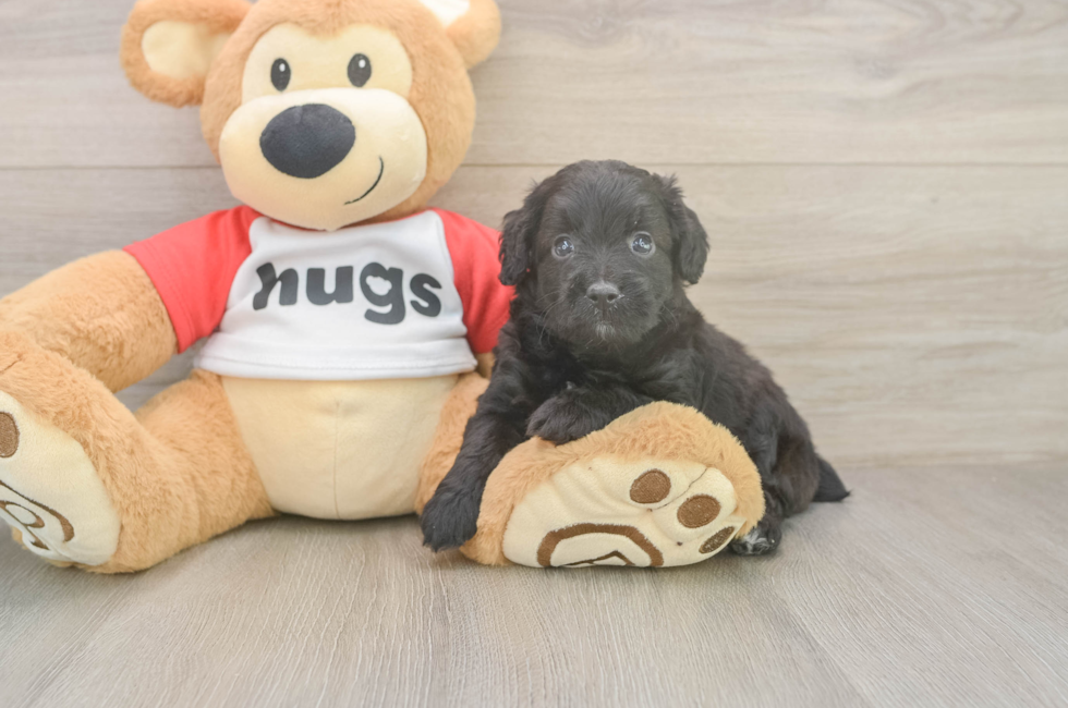 5 week old Mini Aussiedoodle Puppy For Sale - Florida Fur Babies
