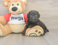 6 week old Mini Aussiedoodle Puppy For Sale - Florida Fur Babies 6 week old Mini Aussiedoodle Puppy For Sale - Florida Fur Babies