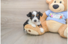 Mini Aussiedoodle Puppy for Adoption