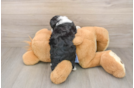 Mini Aussiedoodle Puppy for Adoption