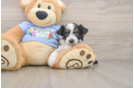 Smart Mini Aussiedoodle Poodle Mix Pup