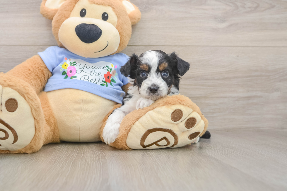 Smart Mini Aussiedoodle Poodle Mix Pup
