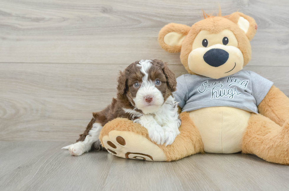 5 week old Mini Aussiedoodle Puppy For Sale - Florida Fur Babies