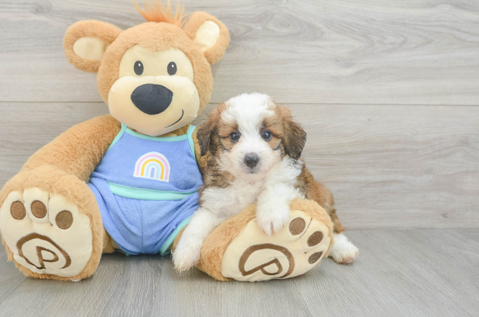 6 week old Mini Aussiedoodle Puppy For Sale - Florida Fur Babies