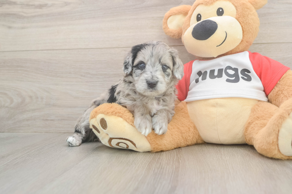 5 week old Mini Aussiedoodle Puppy For Sale - Florida Fur Babies