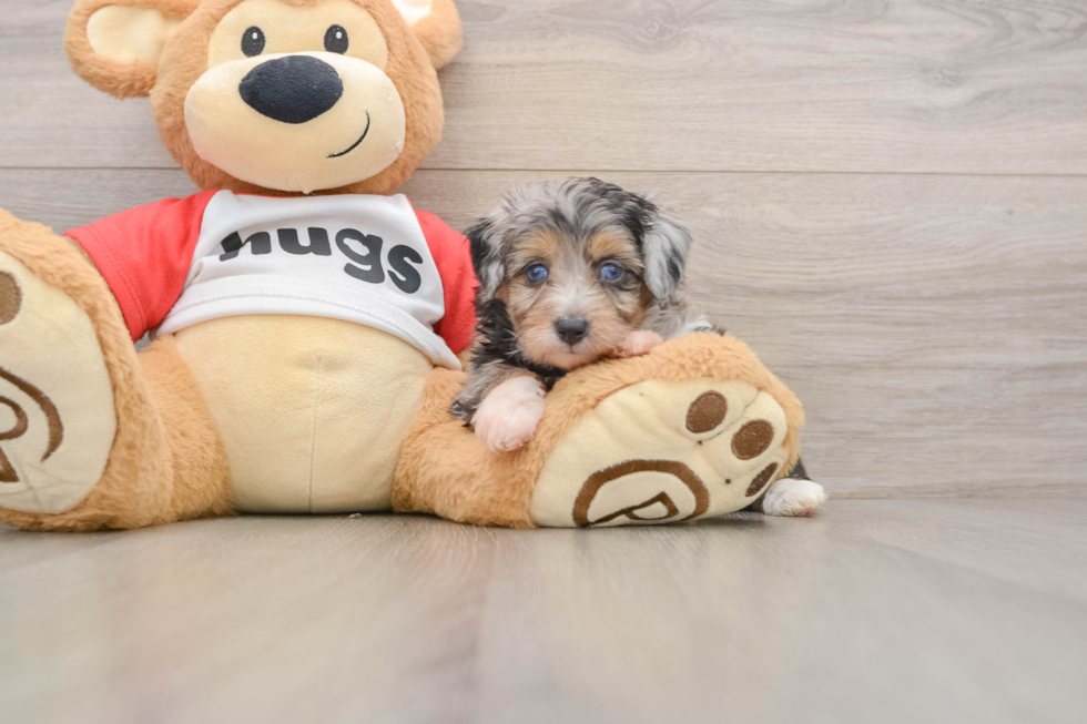 Friendly Mini Aussiedoodle Baby