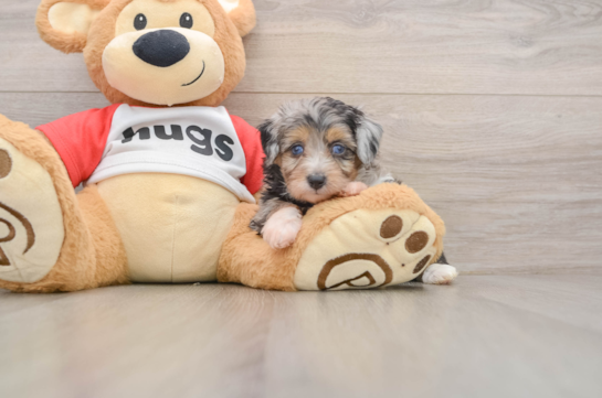 Friendly Mini Aussiedoodle Baby