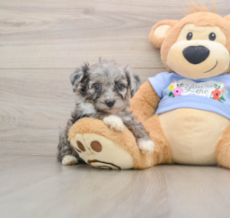 7 week old Mini Aussiedoodle Puppy For Sale - Florida Fur Babies