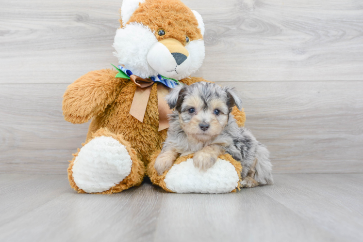 Meet Norah - our Mini Aussiedoodle Puppy Photo 1/3 - Florida Fur Babies