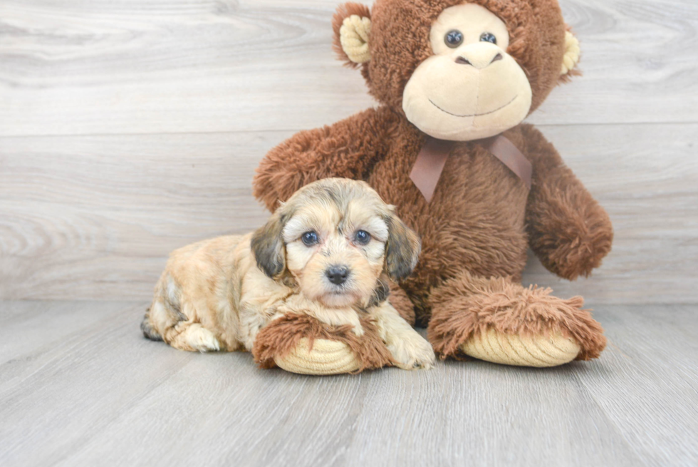 Cute Aussiepoo Poodle Mix Puppy