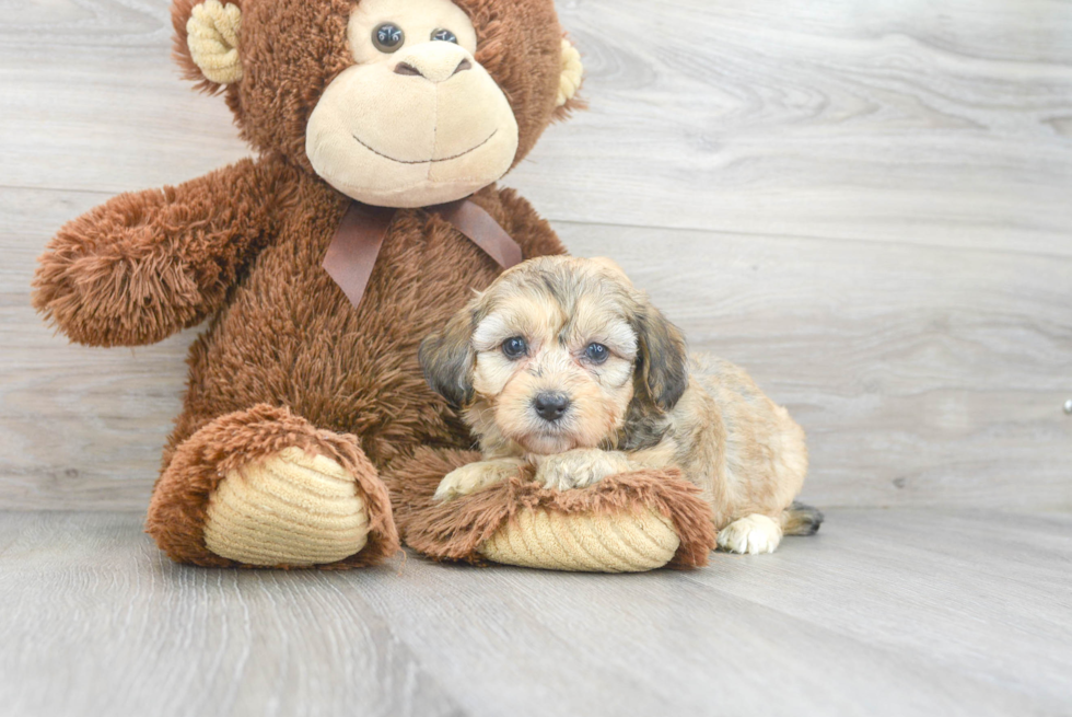 Mini Aussiedoodle Pup Being Cute