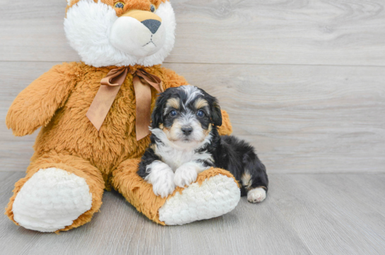 Little Aussiepoo Poodle Mix Puppy