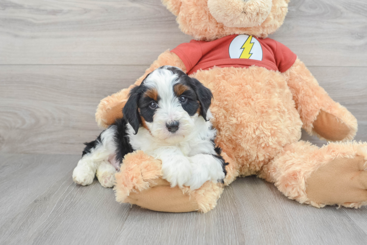 Petite Mini Aussiedoodle Poodle Mix Pup